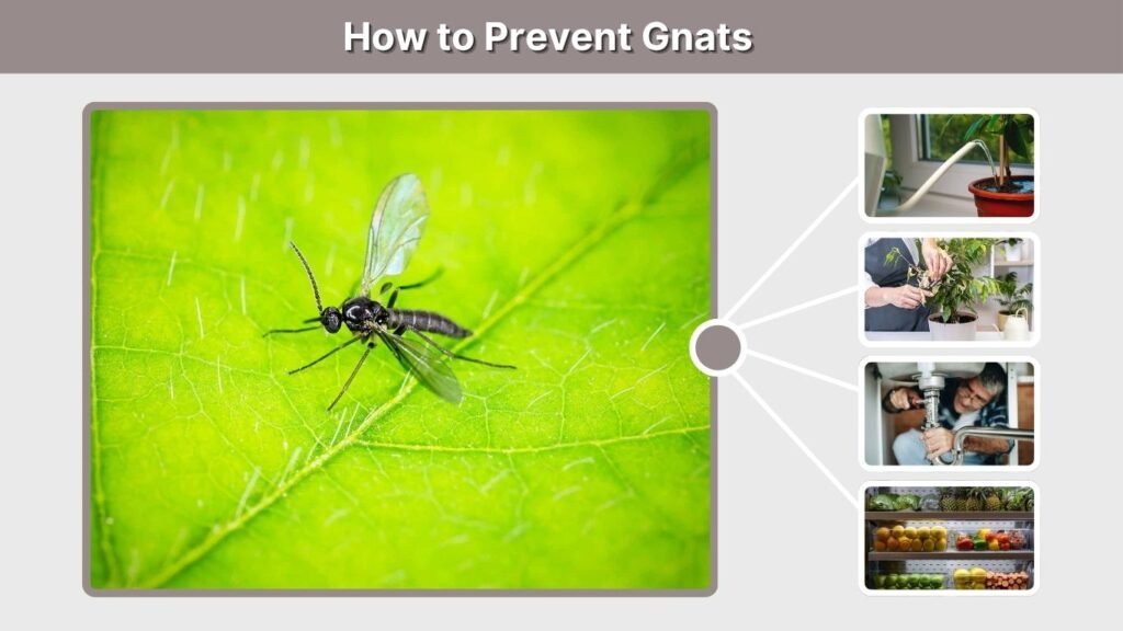 How to Prevent Gnats