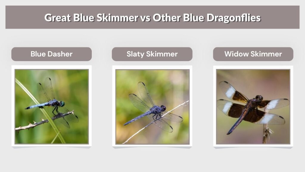 Great Blue Skimmer vs Other Blue Dragonflies