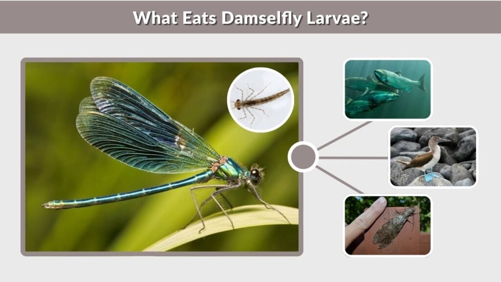 What Eats Damselfly Larvae?