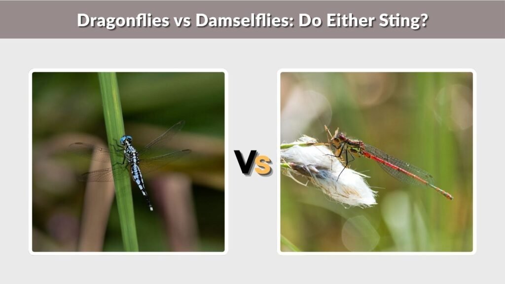 Dragonflies vs Damselflies: Do Either Sting?