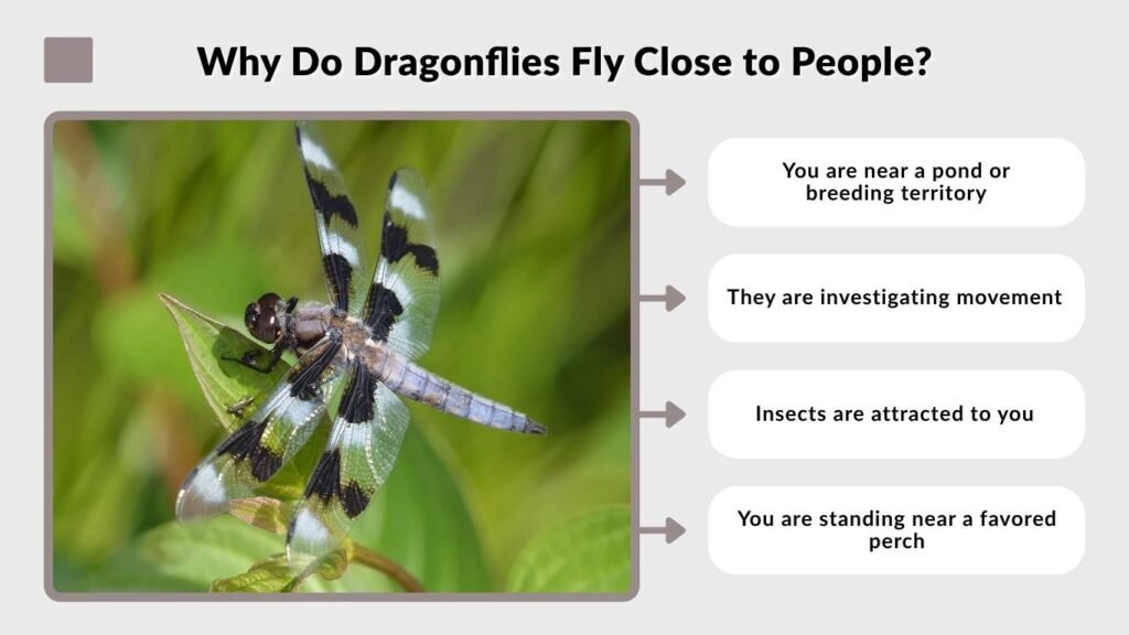 Why Do Dragonflies Fly Close to People?