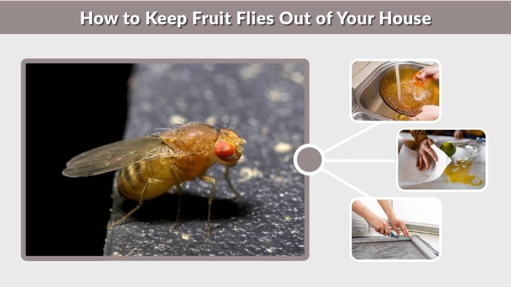 How to Keep Fruit Flies Out of Your House