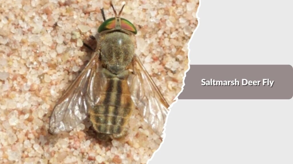 Saltmarsh Deer Fly