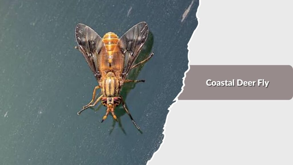 Coastal Deer Fly