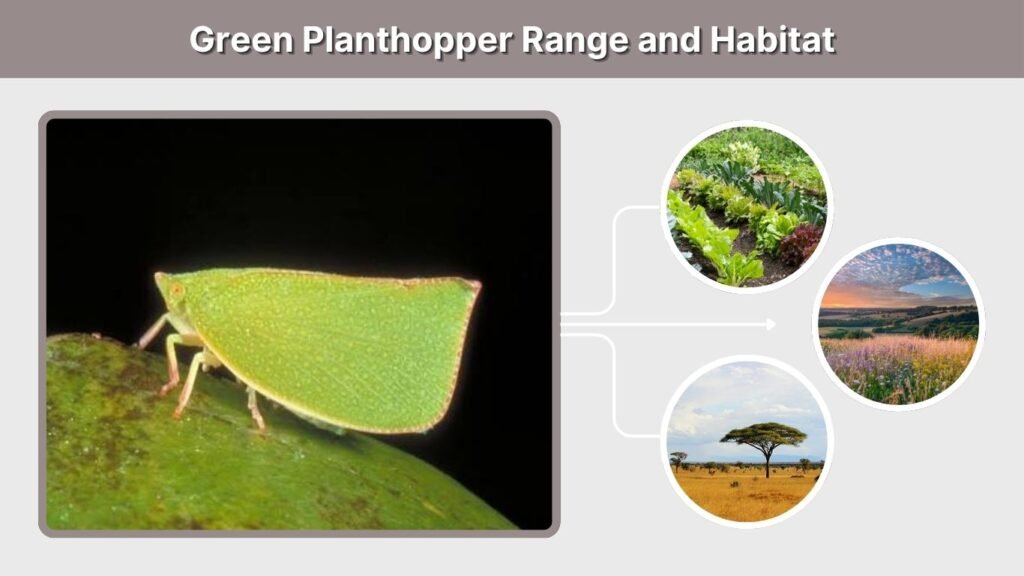 Green Planthopper Range and Habitat