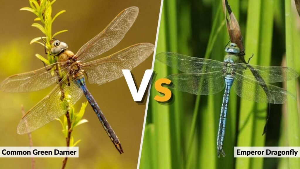 Common Green Darner vs. Emperor Dragonfly