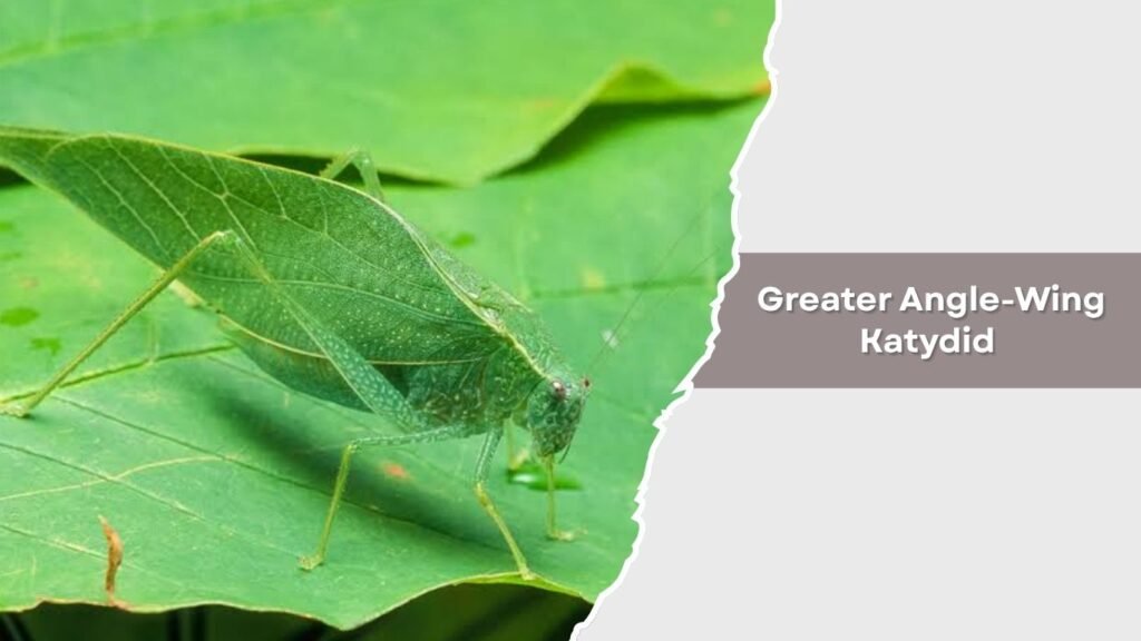 Greater Angle-Wing Katydid