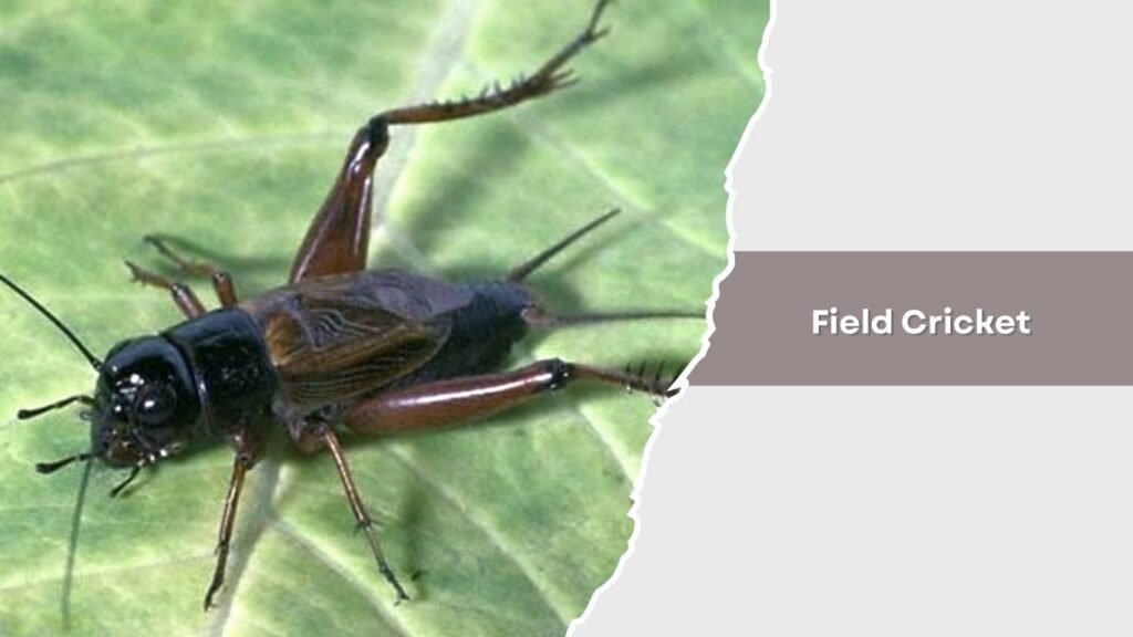 Field Cricket