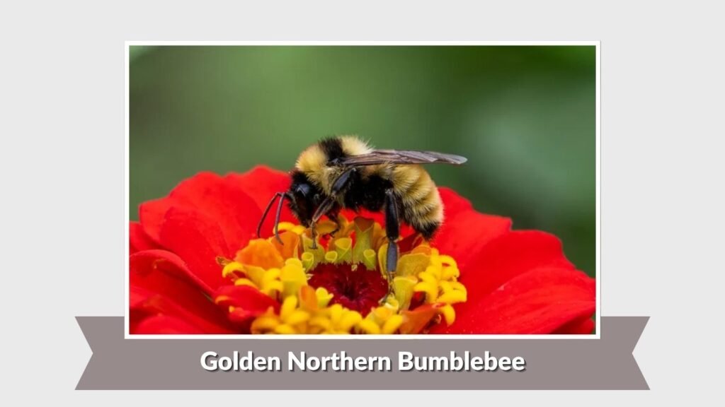 Golden Northern Bumblebee