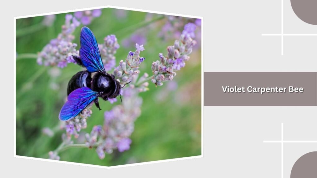 Violet Carpenter Bee