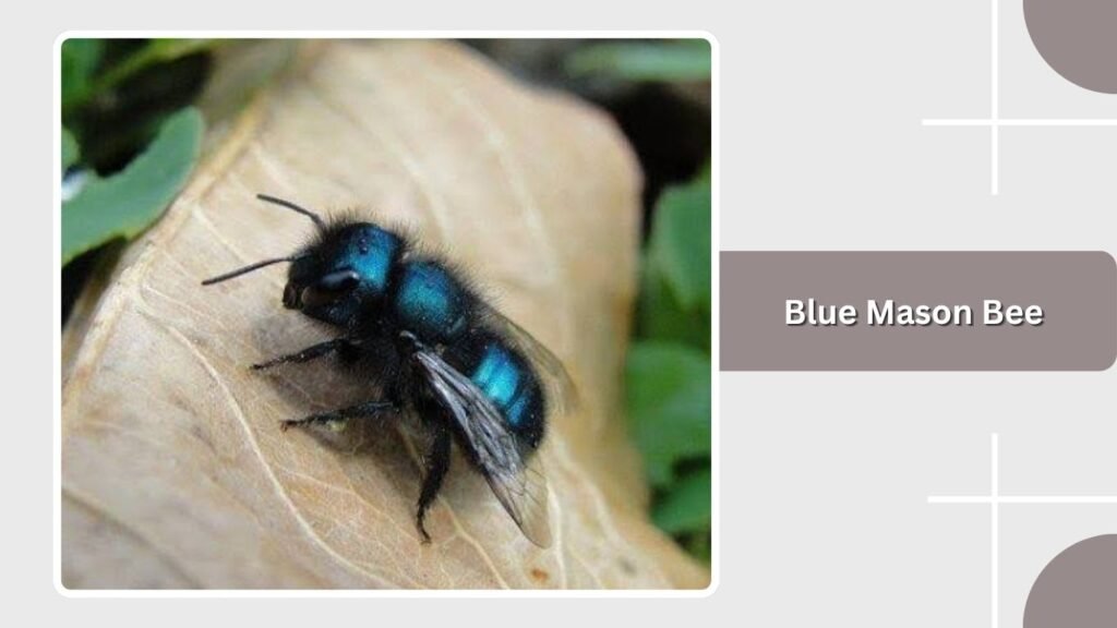 Blue Mason Bee