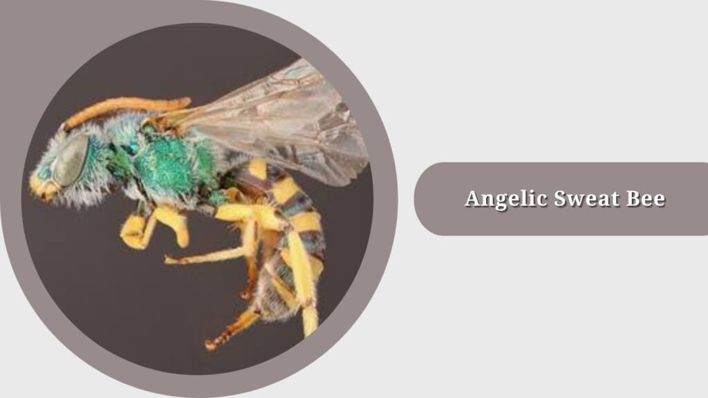  Angelic Sweat Bee