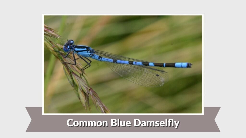 Common Blue Damselfly