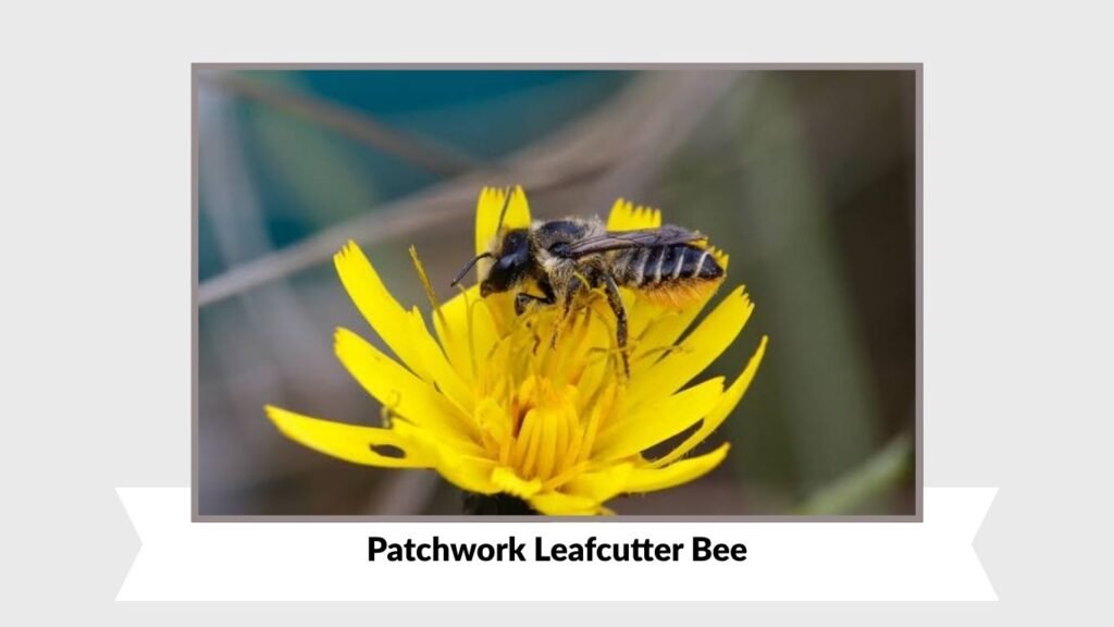 Patchwork Leafcutter Bee