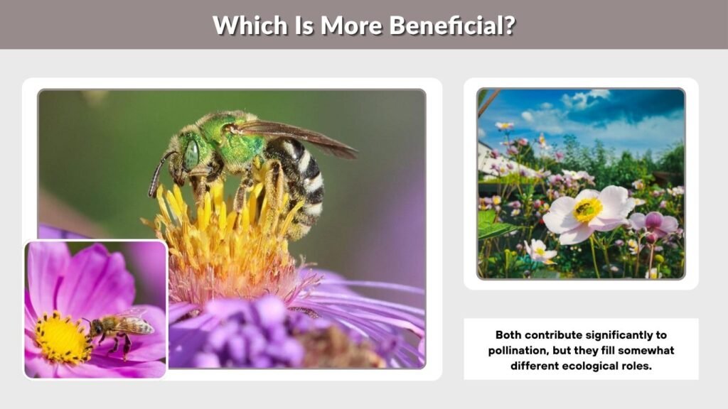 Which Is More Beneficial?