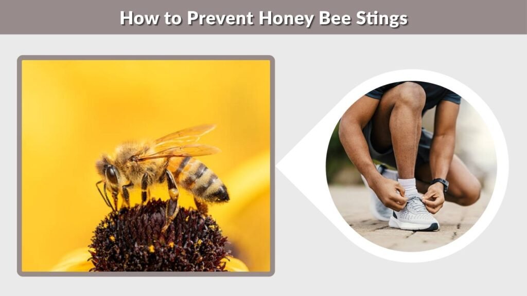 How to Prevent Honey Bee Stings