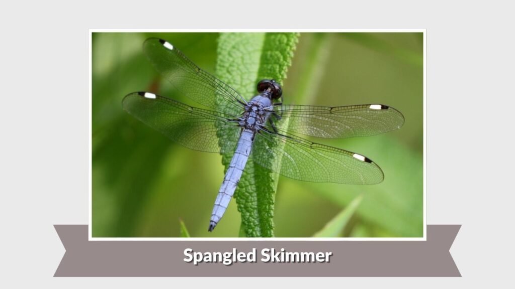 Spangled Skimmer