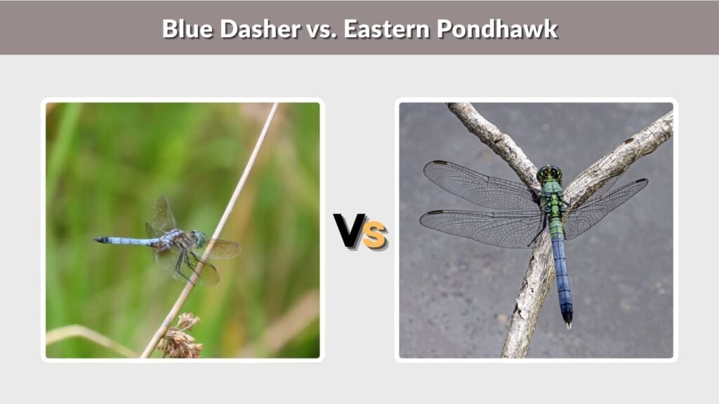 Blue Dasher vs. Eastern Pondhawk