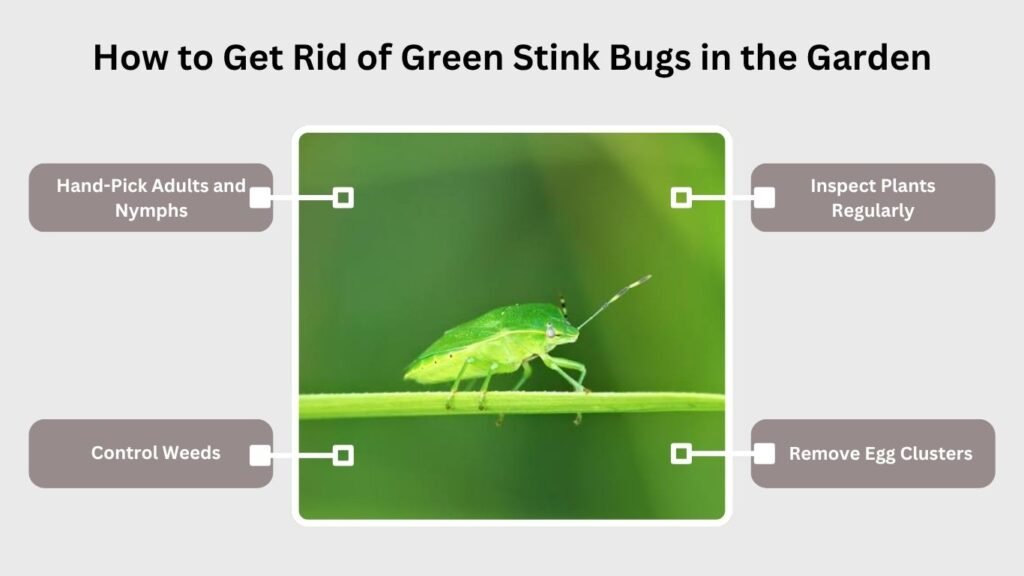 How to Get Rid of Green Stink Bugs in the Garden