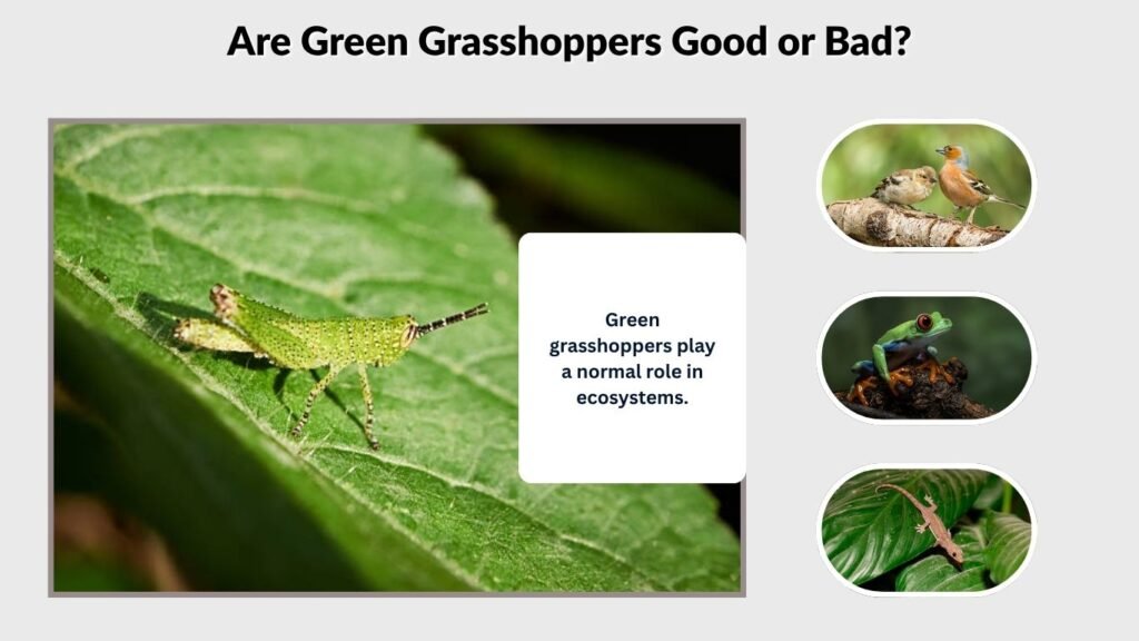 Are Green Grasshoppers Good or Bad?