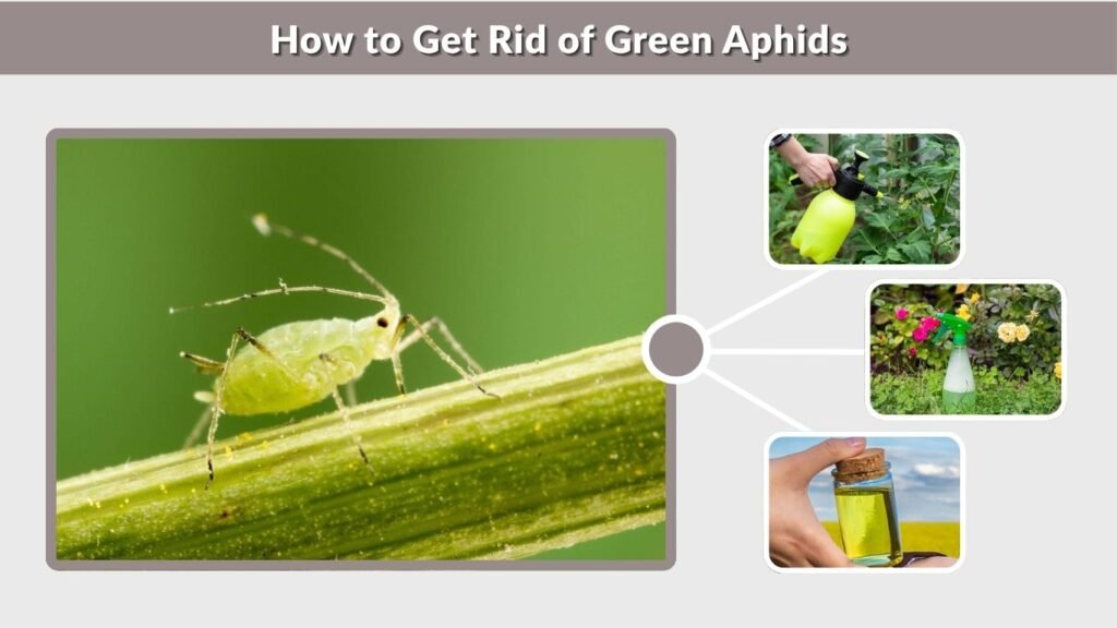 How to Get Rid of Green Aphids