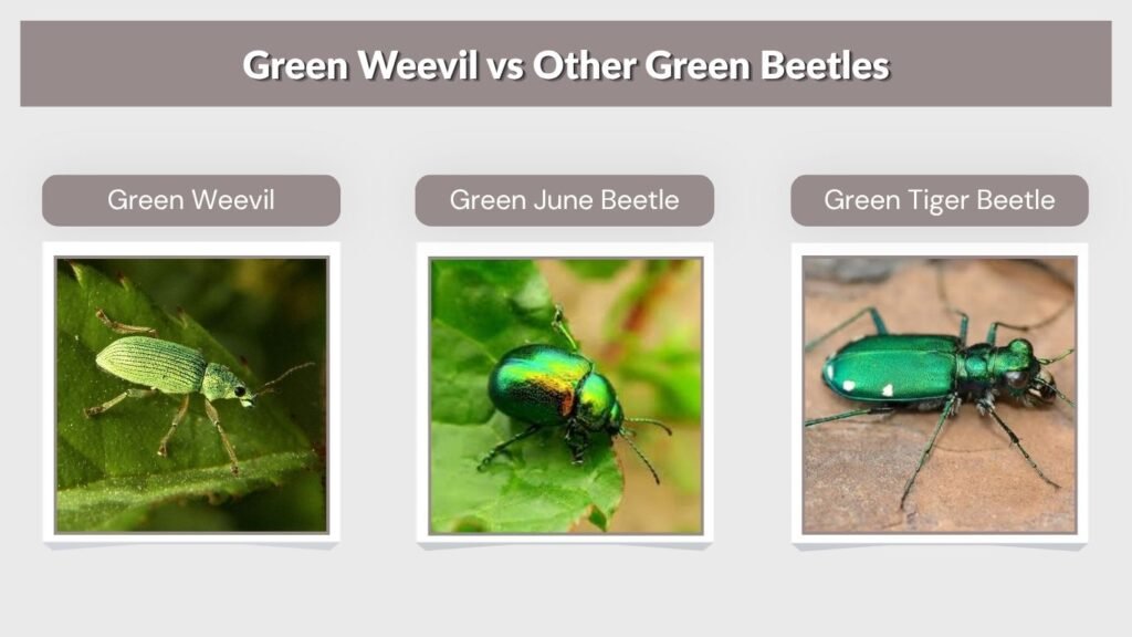 Green Weevil vs Other Green Beetles