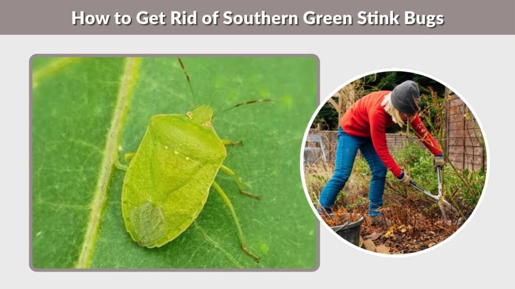 How to Get Rid of Southern Green Stink Bugs