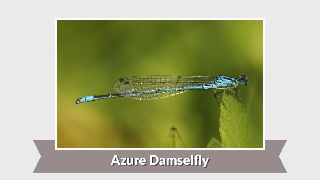 Azure Damselfly
