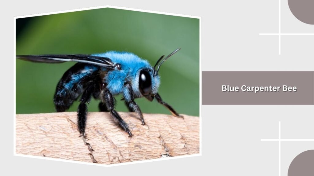 Blue Carpenter Bee