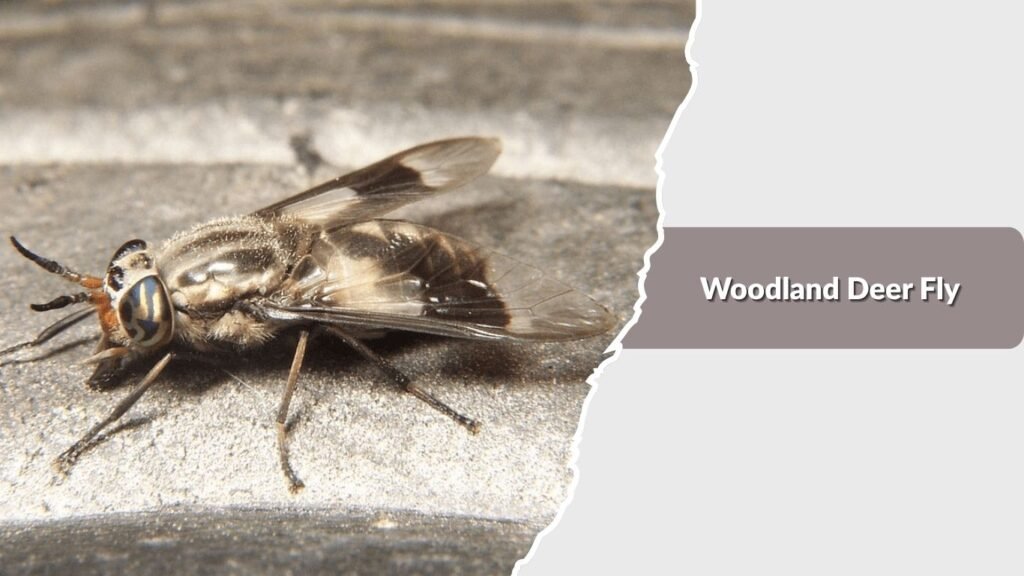 Woodland Deer Fly