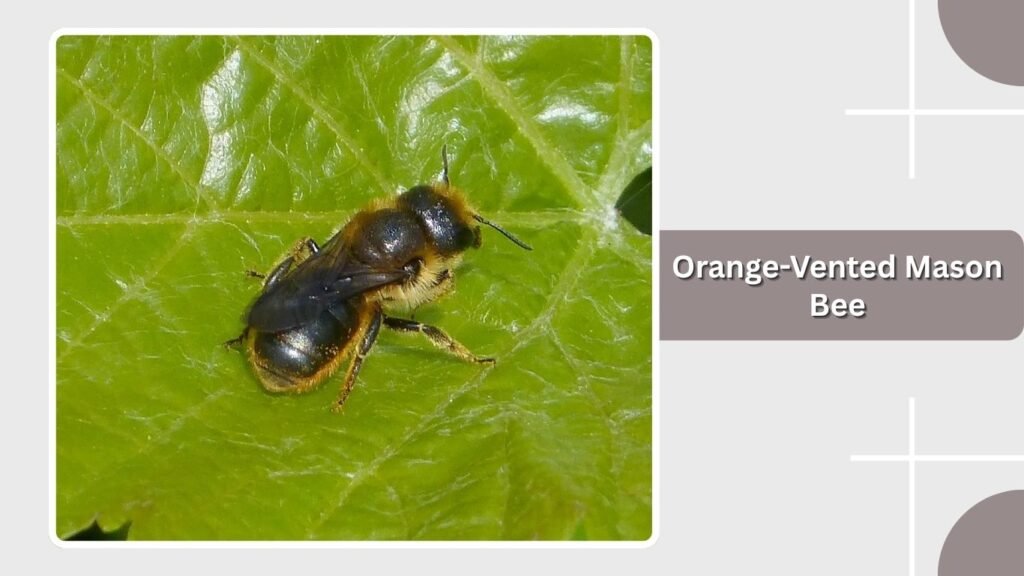 Orange-Vented Mason Bee