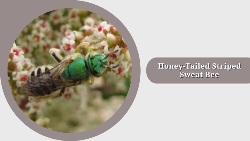 Honey-Tailed Striped Sweat Bee