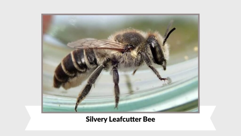 Silvery Leafcutter Bee