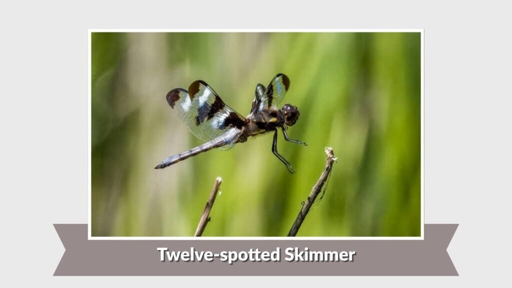 Twelve-spotted Skimmer