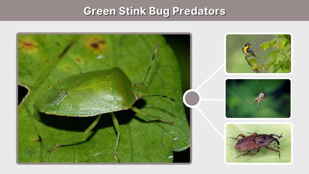 Green Stink Bug Predators
