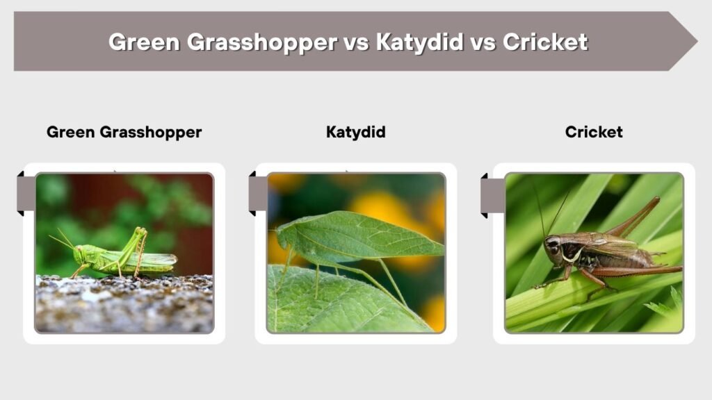 Green Grasshopper vs Katydid vs Cricket
