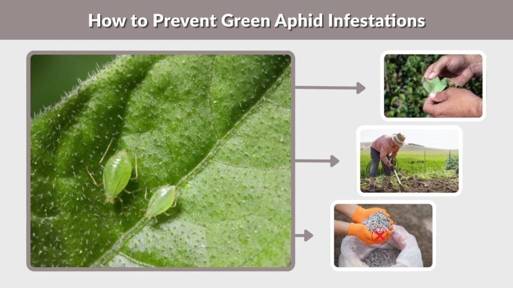 How to Prevent Green Aphid Infestations