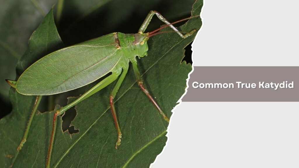 Common True Katydid