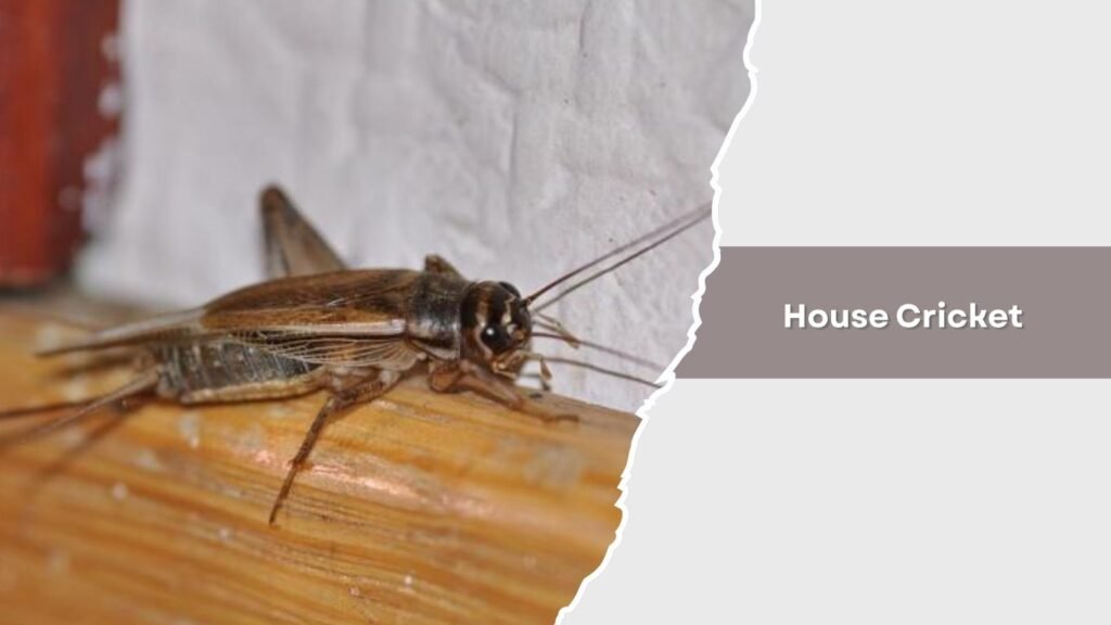 House Cricket