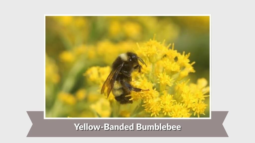 Yellow-Banded Bumblebee