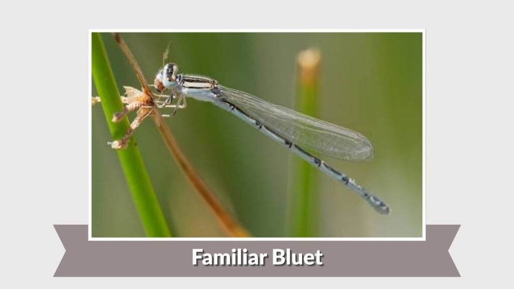 Familiar Bluet