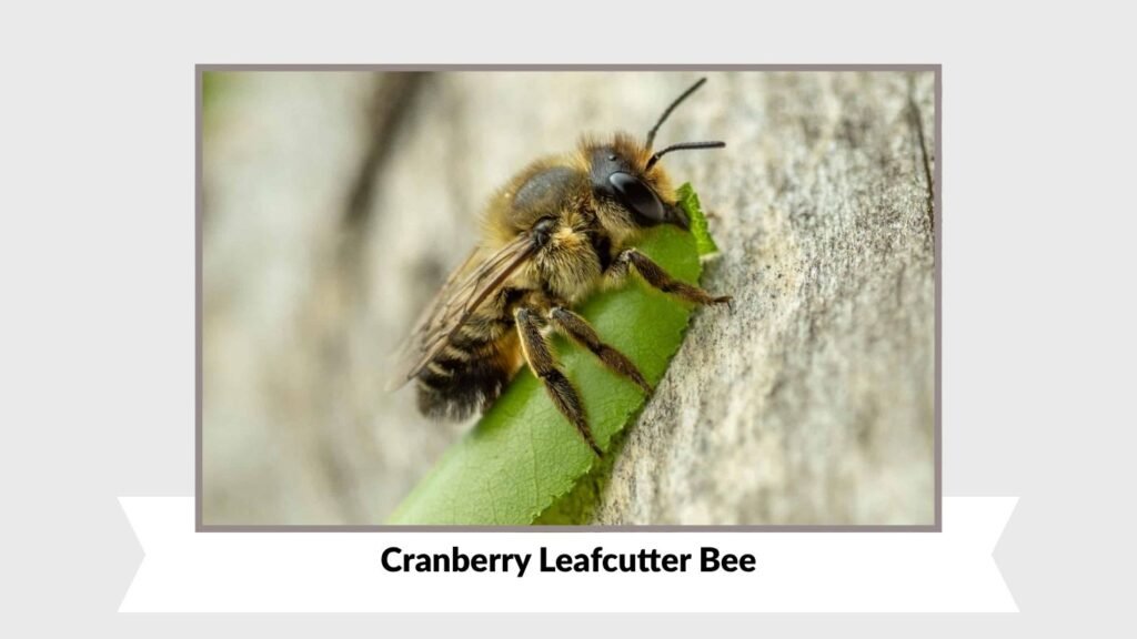 Cranberry Leafcutter Bee