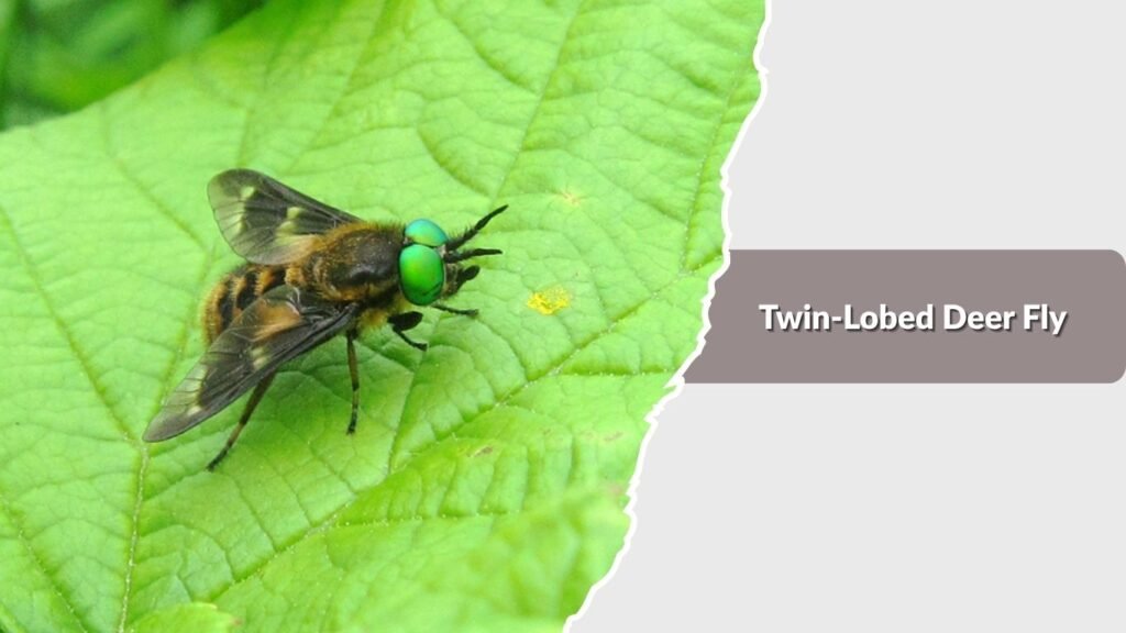 Twin-Lobed Deer Fly