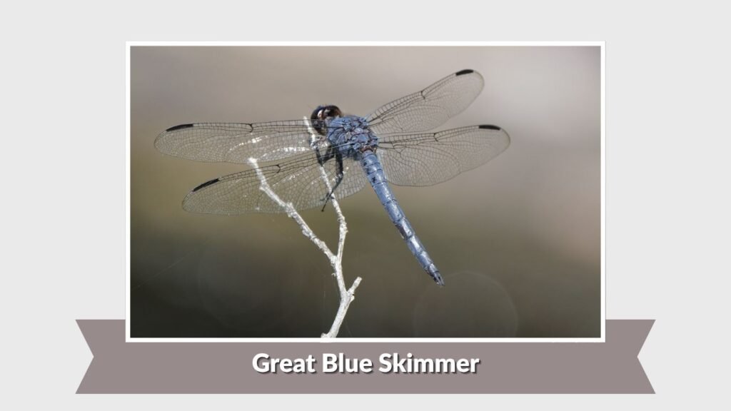  Great Blue Skimmer