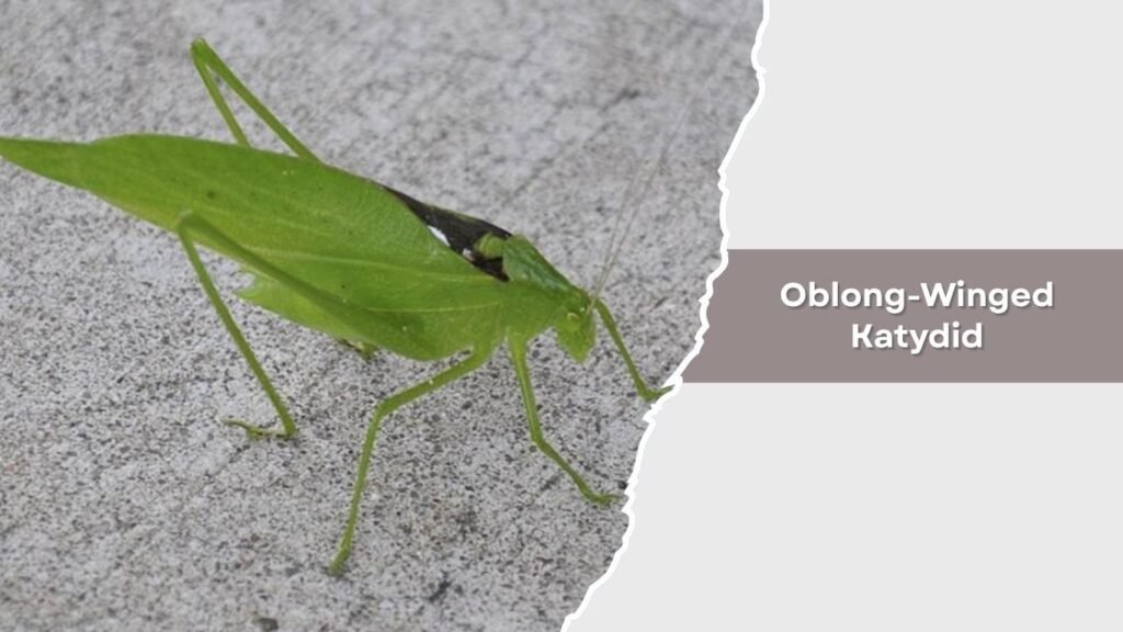 Oblong-Winged Katydid