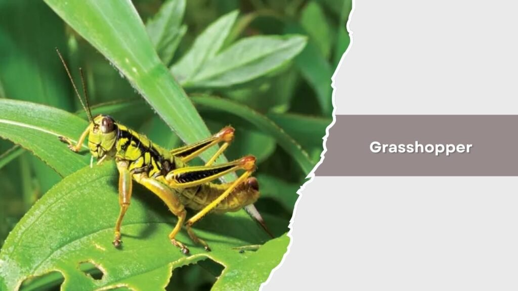 Grasshopper