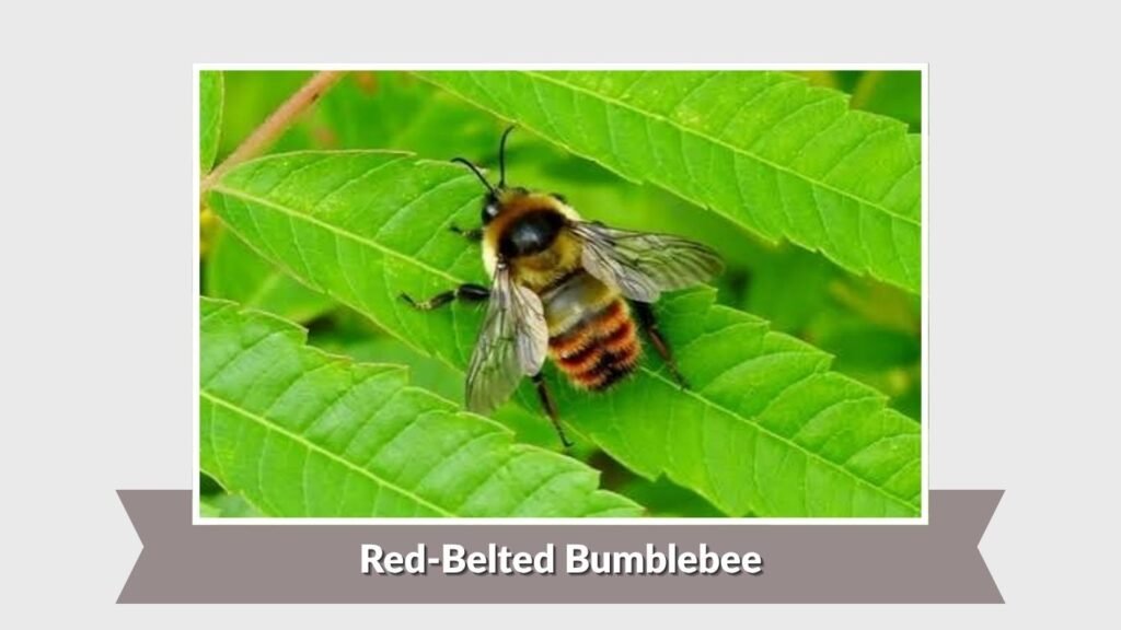 Red-Belted Bumblebee