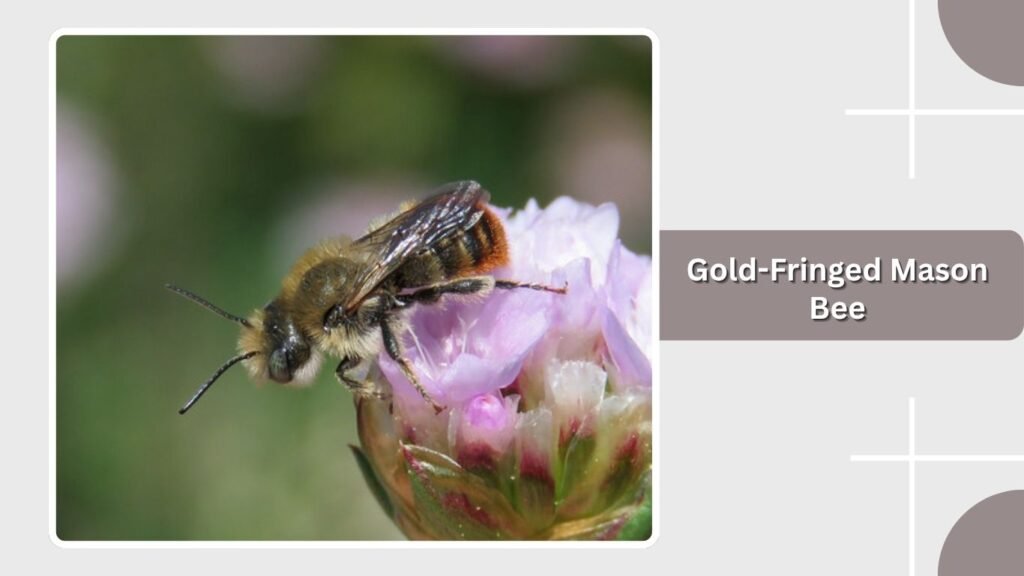 Gold-Fringed Mason Bee