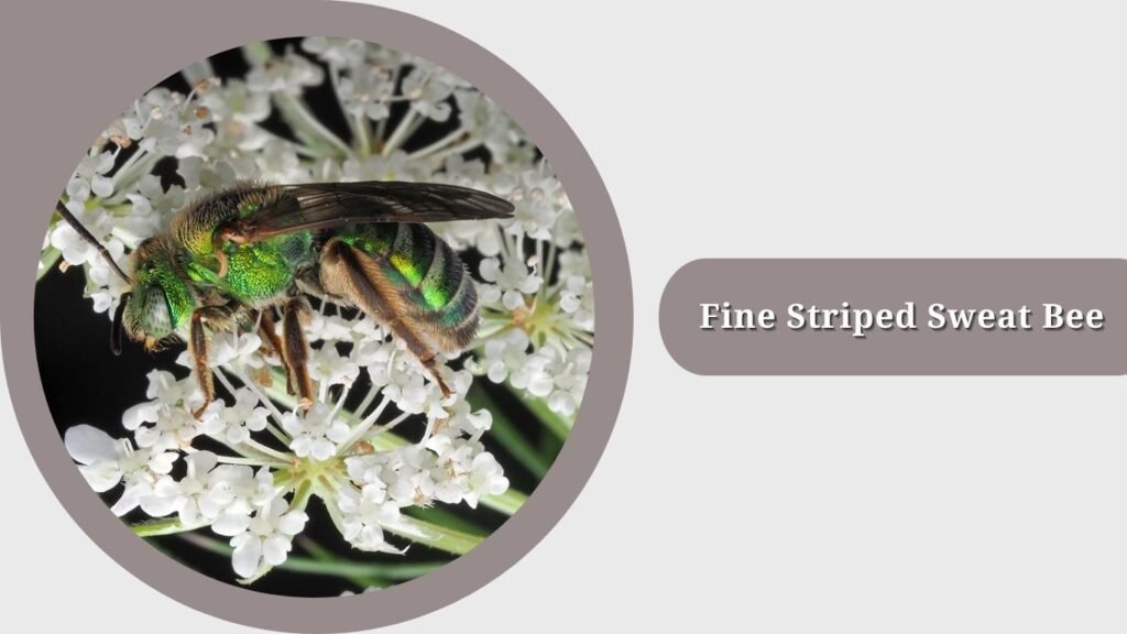 Fine Striped Sweat Bee