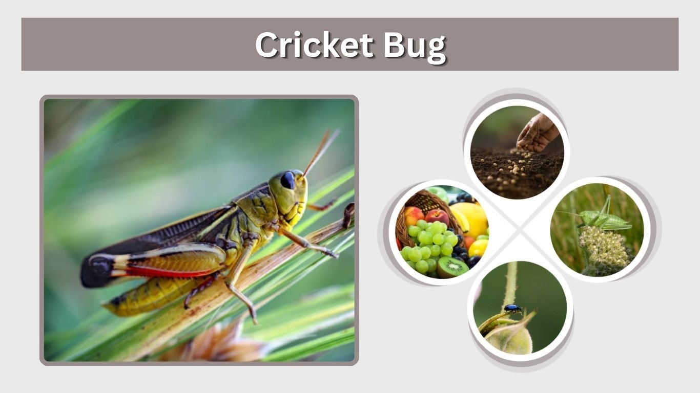 Cricket Bug: Identification, Types, Diet, Sound & Facts